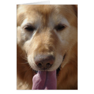 Cartão Retriever de ouro