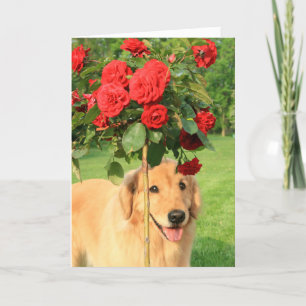 Cartão Retriever de ouro com Rosas pensando em você