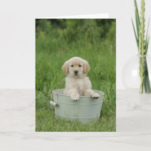 Cartão Retriever De ouros Na Bacia De Lavagem
