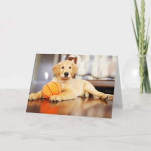 Cartão Retriever ouro Com Brinquedo De Basquete
