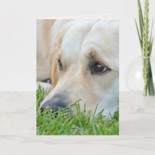 Cartão Retriever ouro no Humor de Aniversário de Grass