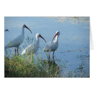 Cartão Reunião dos íbis