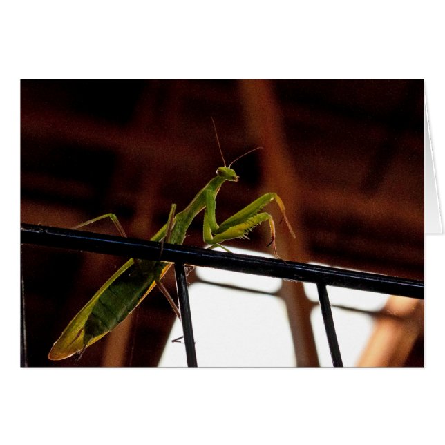 Cartão Rezando Manits (Frente Horizontal)