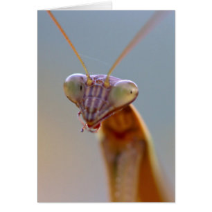 Cartão Rezando Mantids