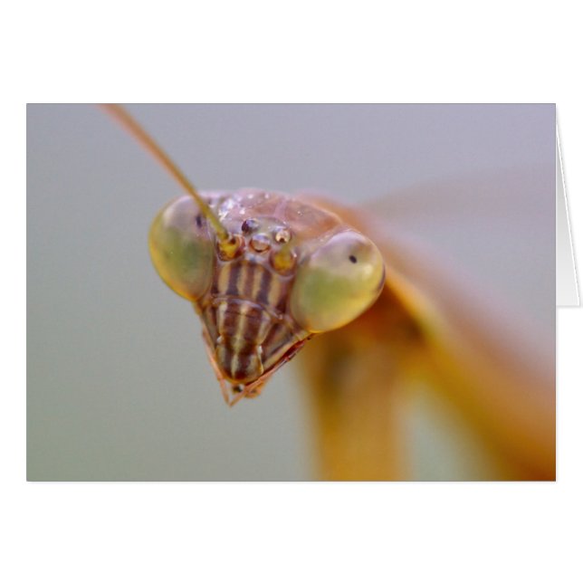 Cartão Rezando Mantids (Frente Horizontal)