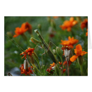 Cartão Rezando Mantis