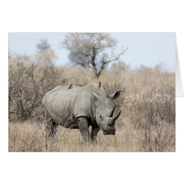 Cartão Rhino Branco (Frente horizontal)