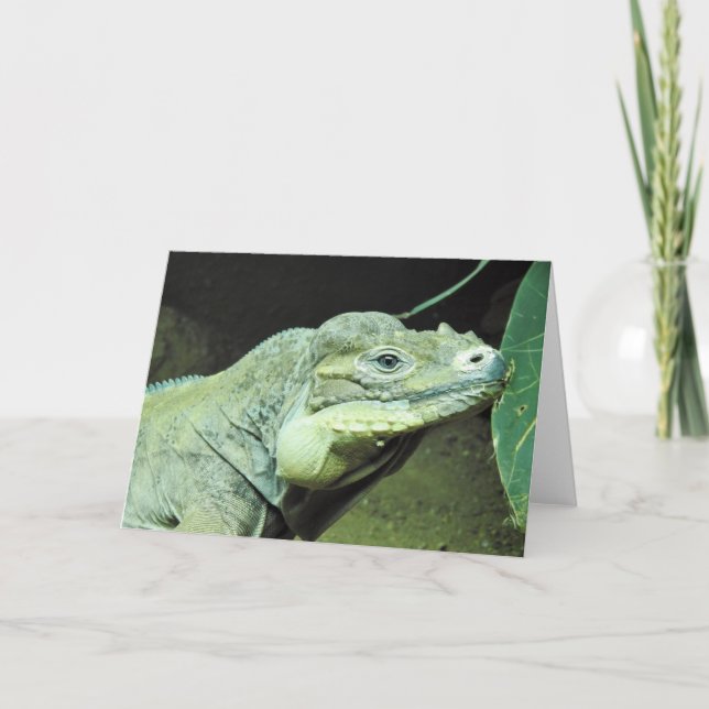 Cartão Rhinoceros Iguana (Frente)