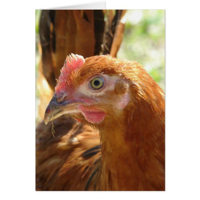 Cartão Rhode Island Red (Frente)