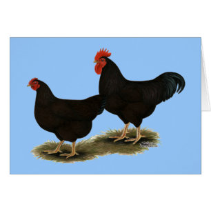 Cartão Rhode Island Red Bantams