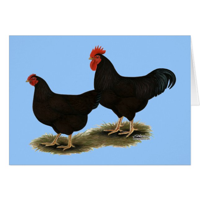 Cartão Rhode Island Red Bantams (Frente horizontal)