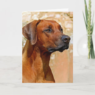 Cartão Rhodesian ridgeback