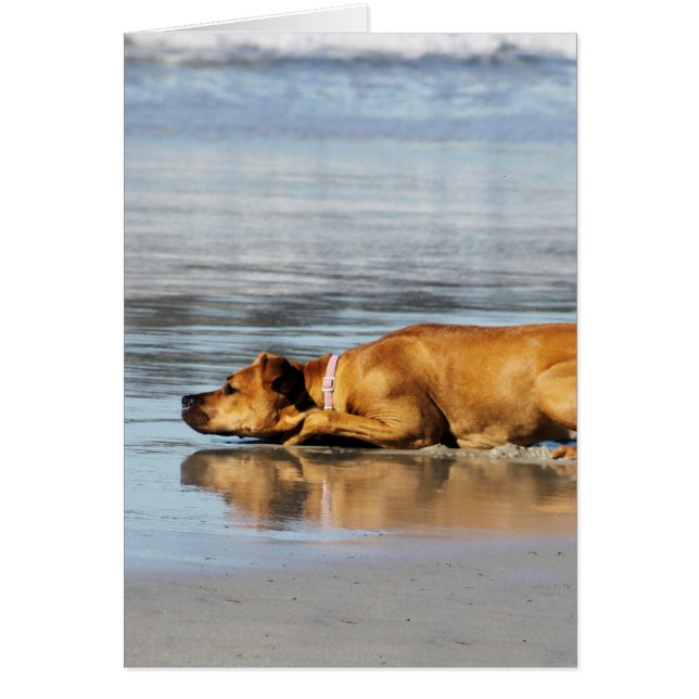 Cartão Rhodesian Ridgeback - está a água fria? (Frente)