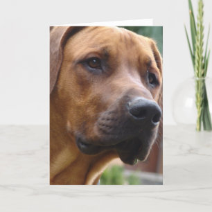 Cartão Rhodesian Ridgeback Greeting Card