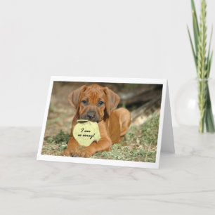 Cartão Rhodesian Ridgeback greeting card - I am sorry