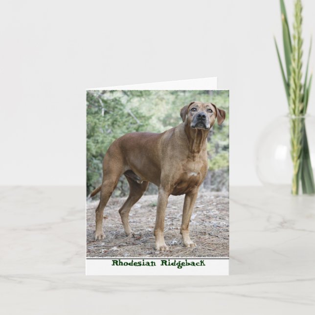 Cartão Rhodesian Ridgeback Notecards (Frente)