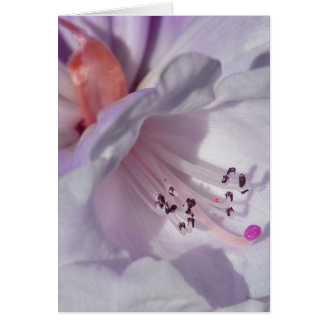 Cartão Rhododendron em branco e magenta (Frente)