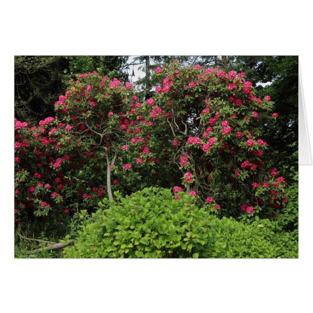 Cartão Rhododendrons (Frente Horizontal)