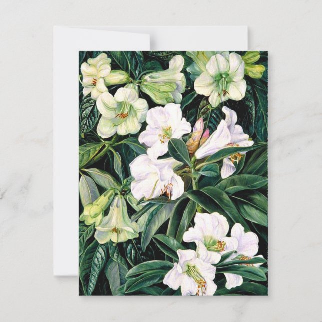 Cartão Rhododendrons do Norte da Índia (Frente)