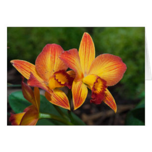 Cartão Rhyncattleanthe Love Tapeçaria