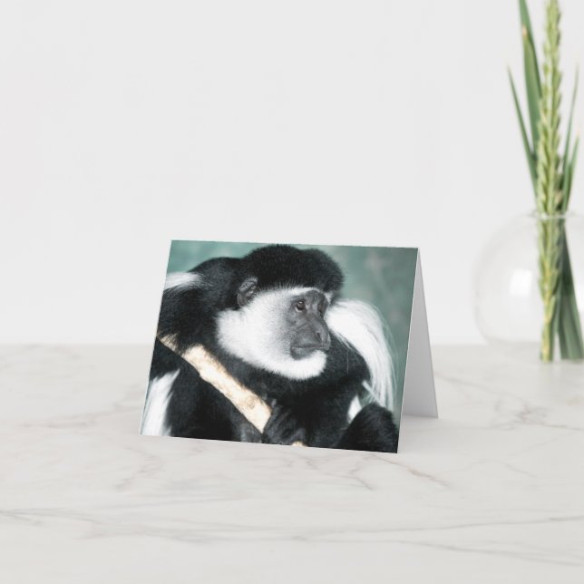 Cartão Ricci Colobus (Frente)