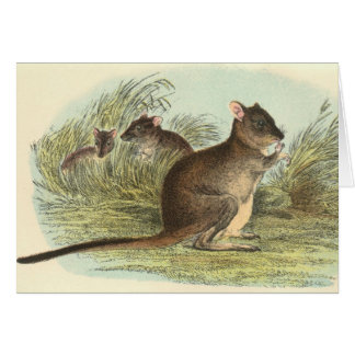 Cartão Richard Lydekker - Rato-Canguru Escova-Atado