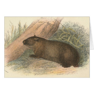 Cartão Richard Lydekker - Wombat tasmaniano