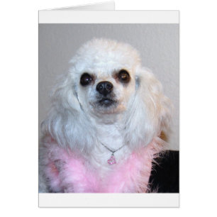 Cartão Rico branco de poodle do Gabby vestido de rosa