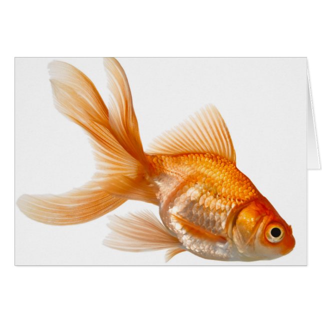 Cartão Rico Goldfish (Frente Horizontal)