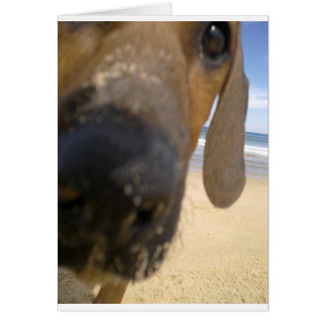 Cartão Ridgeback Rhodesian (Frente)