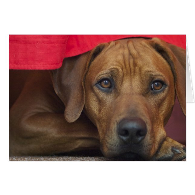 Cartão ridgeback-rodesiano (Frente horizontal)