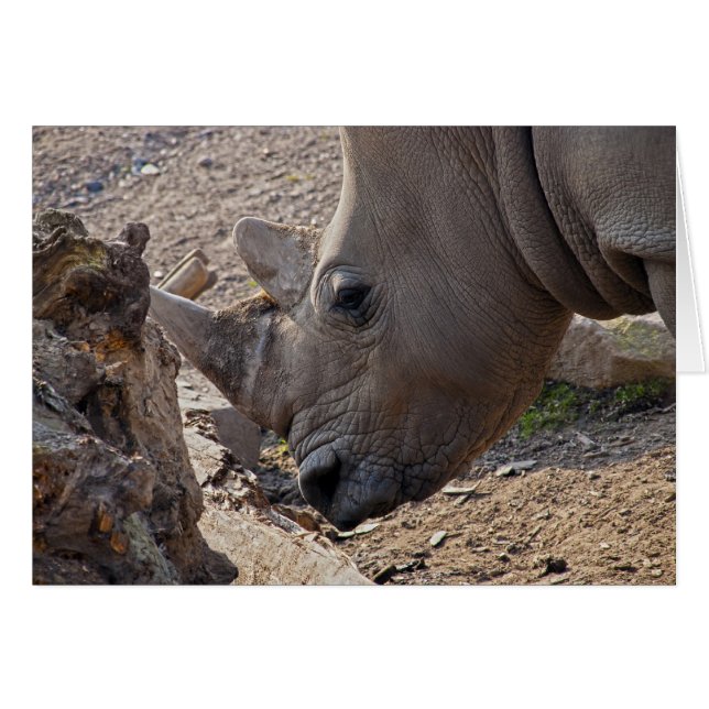 Cartão Rinoceronte (Frente Horizontal)