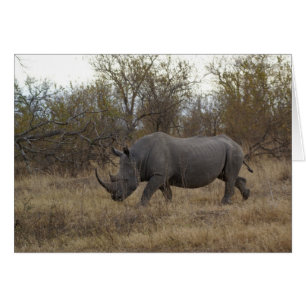 Cartão Rinoceronte da África do Sul