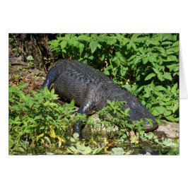 Cartão Rio Alligator Silver