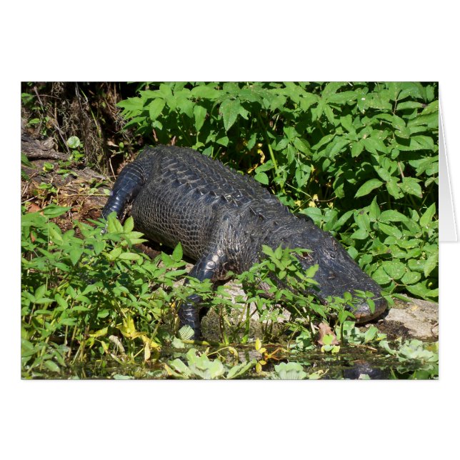 Cartão Rio Alligator Silver (Frente Horizontal)