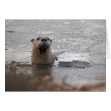 Rio Otter Norte-Americano