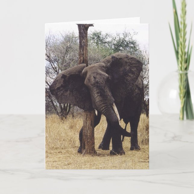 Cartão Risco de Tembo (elefante) (Frente)