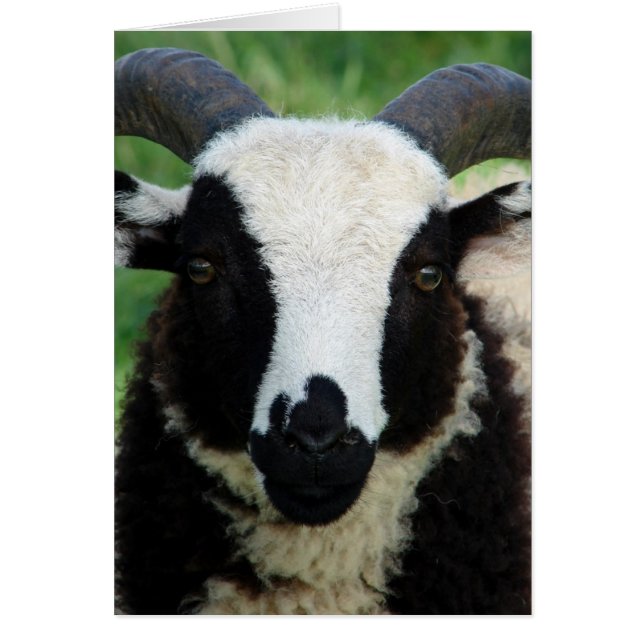 Cartão RJ, Jacob Ram Lamb (Frente)