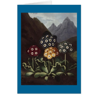 Cartão RJ Thornton - Grupo de Auriculas