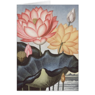 Cartão RJ Thornton - o feijão egípcio sagrado - Lotus