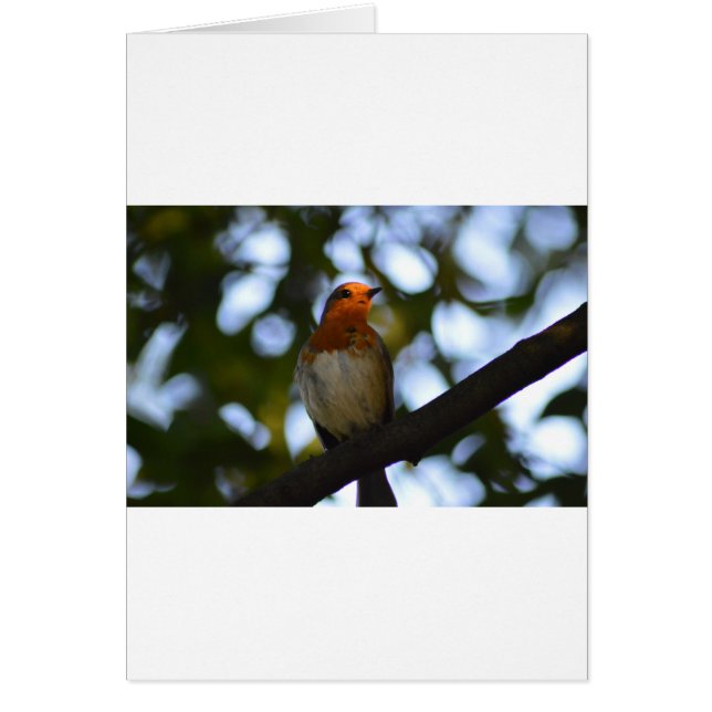 Cartão Robin (Frente)