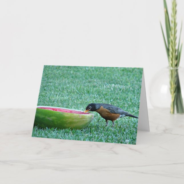 Cartão Robin Enjoys Watermelon, 4 de julho (Frente)