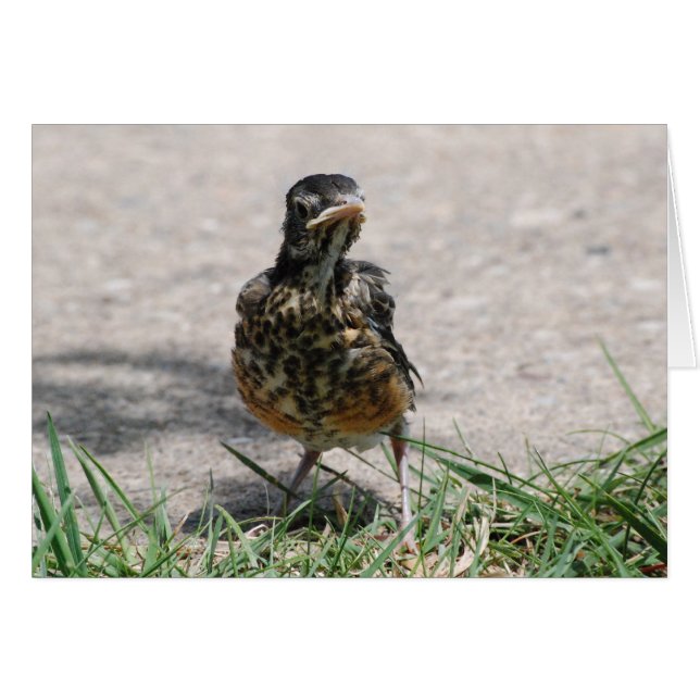 Cartão Robin Rastreado com atitude (Frente Horizontal)