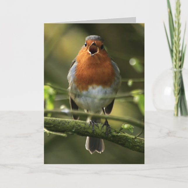 Cartão Robin Song Card (Frente)