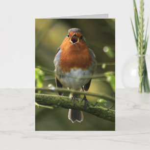 Cartão Robin Song Card