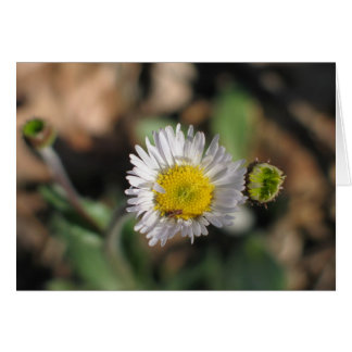 Cartão Robin's Plantain