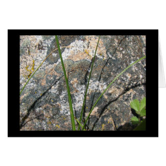 Cartão Rocha, líquene, flora