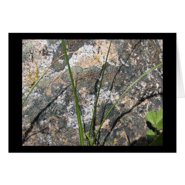 Cartão Rocha, líquene, flora (Frente Horizontal)