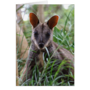 Cartão Rock Wallaby Card