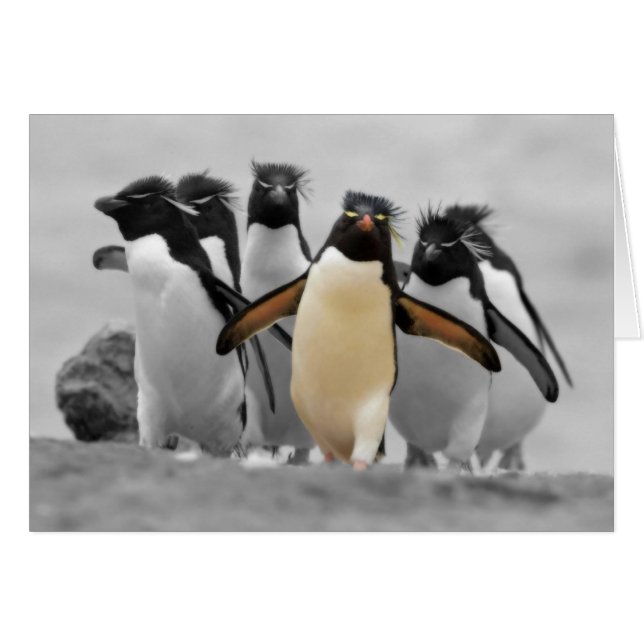 Cartão Rockhopper Penguins (Frente Horizontal)